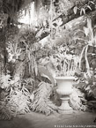 Tropical Garden, Palm Beach #YNG-288.  Infrared Photograph,  Stretched and Gallery Wrapped, Limited Edition Archival Print on Canvas:  40 x 56 inches, $1590.  Custom Proportions and Sizes are Available.  For more information or to order please visit our ABOUT page or call us at 561-691-1110.