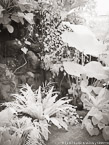 Tropical Garden, Palm Beach #YNG-294.  Infrared Photograph,  Stretched and Gallery Wrapped, Limited Edition Archival Print on Canvas:  40 x 56 inches, $1590.  Custom Proportions and Sizes are Available.  For more information or to order please visit our ABOUT page or call us at 561-691-1110.