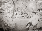 Tropical Garden, Palm Beach #YNG-295.  Infrared Photograph,  Stretched and Gallery Wrapped, Limited Edition Archival Print on Canvas:  56 x 40 inches, $1590.  Custom Proportions and Sizes are Available.  For more information or to order please visit our ABOUT page or call us at 561-691-1110.