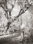 Tropical Garden, Palm Beach #YNG-297.  Infrared Photograph,  Stretched and Gallery Wrapped, Limited Edition Archival Print on Canvas:  40 x 56 inches, $1590.  Custom Proportions and Sizes are Available.  For more information or to order please visit our ABOUT page or call us at 561-691-1110.