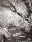 Tropical Garden, Palm Beach #YNG-301.  Infrared Photograph,  Stretched and Gallery Wrapped, Limited Edition Archival Print on Canvas:  40 x 56 inches, $1590.  Custom Proportions and Sizes are Available.  For more information or to order please visit our ABOUT page or call us at 561-691-1110.