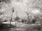 Tropical Garden, Palm Beach #YNG-303.  Infrared Photograph,  Stretched and Gallery Wrapped, Limited Edition Archival Print on Canvas:  56 x 40 inches, $1590.  Custom Proportions and Sizes are Available.  For more information or to order please visit our ABOUT page or call us at 561-691-1110.