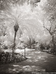 Tropical Garden, Palm Beach #YNG-304.  Infrared Photograph,  Stretched and Gallery Wrapped, Limited Edition Archival Print on Canvas:  40 x 56 inches, $1590.  Custom Proportions and Sizes are Available.  For more information or to order please visit our ABOUT page or call us at 561-691-1110.