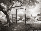Tropical Garden, Palm Beach #YNG-306.  Infrared Photograph,  Stretched and Gallery Wrapped, Limited Edition Archival Print on Canvas:  56 x 40 inches, $1590.  Custom Proportions and Sizes are Available.  For more information or to order please visit our ABOUT page or call us at 561-691-1110.