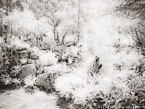 Tropical Garden, Palm Beach #YNG-307.  Infrared Photograph,  Stretched and Gallery Wrapped, Limited Edition Archival Print on Canvas:  56 x 40 inches, $1590.  Custom Proportions and Sizes are Available.  For more information or to order please visit our ABOUT page or call us at 561-691-1110.