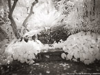 Tropical Garden, Palm Beach #YNG-309.  Infrared Photograph,  Stretched and Gallery Wrapped, Limited Edition Archival Print on Canvas:  56 x 40 inches, $1590.  Custom Proportions and Sizes are Available.  For more information or to order please visit our ABOUT page or call us at 561-691-1110.