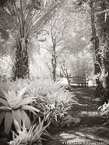 Tropical Garden, Palm Beach #YNG-316.  Infrared Photograph,  Stretched and Gallery Wrapped, Limited Edition Archival Print on Canvas:  40 x 56 inches, $1590.  Custom Proportions and Sizes are Available.  For more information or to order please visit our ABOUT page or call us at 561-691-1110.