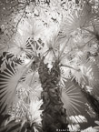 Tropical Garden, Palm Beach #YNG-317.  Infrared Photograph,  Stretched and Gallery Wrapped, Limited Edition Archival Print on Canvas:  40 x 56 inches, $1590.  Custom Proportions and Sizes are Available.  For more information or to order please visit our ABOUT page or call us at 561-691-1110.
