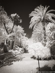 Tropical Garden, Palm Beach #YNG-318.  Infrared Photograph,  Stretched and Gallery Wrapped, Limited Edition Archival Print on Canvas:  40 x 56 inches, $1590.  Custom Proportions and Sizes are Available.  For more information or to order please visit our ABOUT page or call us at 561-691-1110.