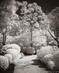 Tropical Garden, Palm Beach #YNG-325.  Infrared Photograph,  Stretched and Gallery Wrapped, Limited Edition Archival Print on Canvas:  40 x 50 inches, $1560.  Custom Proportions and Sizes are Available.  For more information or to order please visit our ABOUT page or call us at 561-691-1110.