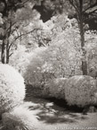 Tropical Garden, Palm Beach #YNG-326.  Infrared Photograph,  Stretched and Gallery Wrapped, Limited Edition Archival Print on Canvas:  40 x 56 inches, $1590.  Custom Proportions and Sizes are Available.  For more information or to order please visit our ABOUT page or call us at 561-691-1110.
