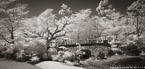Tropical Garden, Palm Beach #YNG-330.  Infrared Photograph,  Stretched and Gallery Wrapped, Limited Edition Archival Print on Canvas:  72 x 36 inches, $1620.  Custom Proportions and Sizes are Available.  For more information or to order please visit our ABOUT page or call us at 561-691-1110.