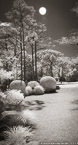 Tropical Garden, Palm Beach #YNG-331.  Infrared Photograph,  Stretched and Gallery Wrapped, Limited Edition Archival Print on Canvas:  40 x 72 inches, $1620.  Custom Proportions and Sizes are Available.  For more information or to order please visit our ABOUT page or call us at 561-691-1110.