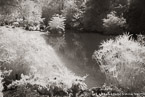 Tropical Garden, Palm Beach #YNG-337.  Infrared Photograph,  Stretched and Gallery Wrapped, Limited Edition Archival Print on Canvas:  60 x 40 inches, $1590.  Custom Proportions and Sizes are Available.  For more information or to order please visit our ABOUT page or call us at 561-691-1110.