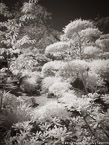 Tropical Garden, Palm Beach #YNG-339.  Infrared Photograph,  Stretched and Gallery Wrapped, Limited Edition Archival Print on Canvas:  40 x 56 inches, $1590.  Custom Proportions and Sizes are Available.  For more information or to order please visit our ABOUT page or call us at 561-691-1110.