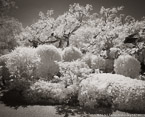 Tropical Garden, Palm Beach #YNG-340.  Infrared Photograph,  Stretched and Gallery Wrapped, Limited Edition Archival Print on Canvas:  50 x 40 inches, $1560.  Custom Proportions and Sizes are Available.  For more information or to order please visit our ABOUT page or call us at 561-691-1110.