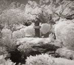 Tropical Garden, Palm Beach #YNG-342.  Infrared Photograph,  Stretched and Gallery Wrapped, Limited Edition Archival Print on Canvas:  48 x 44 inches, $1530.  Custom Proportions and Sizes are Available.  For more information or to order please visit our ABOUT page or call us at 561-691-1110.