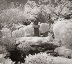 Tropical Garden, Palm Beach #YNG-342.  Infrared Photograph,  Stretched and Gallery Wrapped, Limited Edition Archival Print on Canvas:  48 x 44 inches, $1530.  Custom Proportions and Sizes are Available.  For more information or to order please visit our ABOUT page or call us at 561-691-1110.