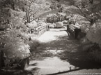 Tropical Garden, Palm Beach #YNG-343.  Infrared Photograph,  Stretched and Gallery Wrapped, Limited Edition Archival Print on Canvas:  56 x 40 inches, $1590.  Custom Proportions and Sizes are Available.  For more information or to order please visit our ABOUT page or call us at 561-691-1110.