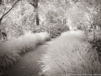 Tropical Garden, Palm Beach #YNG-348.  Infrared Photograph,  Stretched and Gallery Wrapped, Limited Edition Archival Print on Canvas:  56 x 40 inches, $1590.  Custom Proportions and Sizes are Available.  For more information or to order please visit our ABOUT page or call us at 561-691-1110.