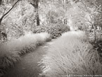 Tropical Garden, Palm Beach #YNG-348.  Infrared Photograph,  Stretched and Gallery Wrapped, Limited Edition Archival Print on Canvas:  56 x 40 inches, $1590.  Custom Proportions and Sizes are Available.  For more information or to order please visit our ABOUT page or call us at 561-691-1110.