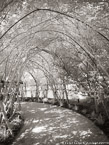 Tropical Garden, Palm Beach #YNG-350.  Infrared Photograph,  Stretched and Gallery Wrapped, Limited Edition Archival Print on Canvas:  40 x 56 inches, $1590.  Custom Proportions and Sizes are Available.  For more information or to order please visit our ABOUT page or call us at 561-691-1110.