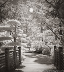 Tropical Garden, Palm Beach #YNG-352.  Infrared Photograph,  Stretched and Gallery Wrapped, Limited Edition Archival Print on Canvas:  40 x 44 inches, $1530.  Custom Proportions and Sizes are Available.  For more information or to order please visit our ABOUT page or call us at 561-691-1110.