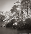 Tropical Garden, Palm Beach #YNG-355.  Infrared Photograph,  Stretched and Gallery Wrapped, Limited Edition Archival Print on Canvas:  40 x 44 inches, $1530.  Custom Proportions and Sizes are Available.  For more information or to order please visit our ABOUT page or call us at 561-691-1110.