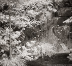 Tropical Garden, Palm Beach #YNG-357.  Infrared Photograph,  Stretched and Gallery Wrapped, Limited Edition Archival Print on Canvas:  40 x 44 inches, $1530.  Custom Proportions and Sizes are Available.  For more information or to order please visit our ABOUT page or call us at 561-691-1110.