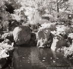 Tropical Garden, Palm Beach #YNG-363.  Infrared Photograph,  Stretched and Gallery Wrapped, Limited Edition Archival Print on Canvas:  40 x 44 inches, $1530.  Custom Proportions and Sizes are Available.  For more information or to order please visit our ABOUT page or call us at 561-691-1110.