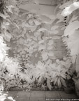 Tropical Garden, Palm Beach #YNG-367.  Infrared Photograph,  Stretched and Gallery Wrapped, Limited Edition Archival Print on Canvas:  40 x 56 inches, $1590.  Custom Proportions and Sizes are Available.  For more information or to order please visit our ABOUT page or call us at 561-691-1110.