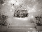 Tropical Garden, Palm Beach #YNG-375.  Infrared Photograph,  Stretched and Gallery Wrapped, Limited Edition Archival Print on Canvas:  56 x 40 inches, $1590.  Custom Proportions and Sizes are Available.  For more information or to order please visit our ABOUT page or call us at 561-691-1110.
