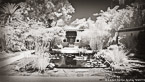 Tropical Garden, Palm Beach #YNG-018.  Infrared Photograph,  Stretched and Gallery Wrapped, Limited Edition Archival Print on Canvas:  72 x 40 inches, $1620.  Custom Proportions and Sizes are Available.  For more information or to order please visit our ABOUT page or call us at 561-691-1110.
