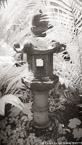 Tropical Garden, Palm Beach #YNG-138.  Infrared Photograph,  Stretched and Gallery Wrapped, Limited Edition Archival Print on Canvas:  40 x 72 inches, $1620.  Custom Proportions and Sizes are Available.  For more information or to order please visit our ABOUT page or call us at 561-691-1110.