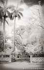 Tropical Garden, Palm Beach #YNG-008.  Infrared Photograph,  Stretched and Gallery Wrapped, Limited Edition Archival Print on Canvas:  40 x 60 inches, $1590.  Custom Proportions and Sizes are Available.  For more information or to order please visit our ABOUT page or call us at 561-691-1110.