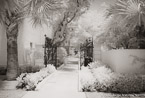 Tropical Garden, Palm Beach #YNG-016.  Infrared Photograph,  Stretched and Gallery Wrapped, Limited Edition Archival Print on Canvas:  60 x 40 inches, $1590.  Custom Proportions and Sizes are Available.  For more information or to order please visit our ABOUT page or call us at 561-691-1110.