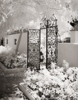 Tropical Garden, Palm Beach #YNG-017.  Infrared Photograph,  Stretched and Gallery Wrapped, Limited Edition Archival Print on Canvas:  40 x 50 inches, $1560.  Custom Proportions and Sizes are Available.  For more information or to order please visit our ABOUT page or call us at 561-691-1110.