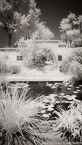 Tropical Garden, Palm Beach #YNG-021.  Infrared Photograph,  Stretched and Gallery Wrapped, Limited Edition Archival Print on Canvas:  40 x 72 inches, $1620.  Custom Proportions and Sizes are Available.  For more information or to order please visit our ABOUT page or call us at 561-691-1110.