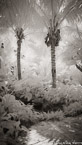 Tropical Garden, Palm Beach #YNG-024.  Infrared Photograph,  Stretched and Gallery Wrapped, Limited Edition Archival Print on Canvas:  40 x 72 inches, $1620.  Custom Proportions and Sizes are Available.  For more information or to order please visit our ABOUT page or call us at 561-691-1110.