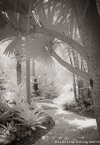 Tropical Garden, Palm Beach #YNG-025.  Infrared Photograph,  Stretched and Gallery Wrapped, Limited Edition Archival Print on Canvas:  40 x 60 inches, $1590.  Custom Proportions and Sizes are Available.  For more information or to order please visit our ABOUT page or call us at 561-691-1110.