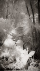 Tropical Garden, Palm Beach #YNG-029.  Infrared Photograph,  Stretched and Gallery Wrapped, Limited Edition Archival Print on Canvas:  40 x 72 inches, $1620.  Custom Proportions and Sizes are Available.  For more information or to order please visit our ABOUT page or call us at 561-691-1110.