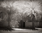 Tropical Garden, Palm Beach #YNG-034.  Infrared Photograph,  Stretched and Gallery Wrapped, Limited Edition Archival Print on Canvas:  56 x 40 inches, $1590.  Custom Proportions and Sizes are Available.  For more information or to order please visit our ABOUT page or call us at 561-691-1110.