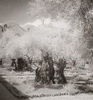 Olive Garden, Israel  #YNG-041.  Infrared Photograph,  Stretched and Gallery Wrapped, Limited Edition Archival Print on Canvas:  40 x 44 inches, $1530.  Custom Proportions and Sizes are Available.  For more information or to order please visit our ABOUT page or call us at 561-691-1110.