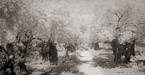 Olive Garden, Israel  #YNG-042.  Infrared Photograph,  Stretched and Gallery Wrapped, Limited Edition Archival Print on Canvas:  72 x 36 inches, $1620.  Custom Proportions and Sizes are Available.  For more information or to order please visit our ABOUT page or call us at 561-691-1110.