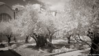 Olive Garden, Israel  #YNG-044.  Infrared Photograph,  Stretched and Gallery Wrapped, Limited Edition Archival Print on Canvas:  72 x 40 inches, $1620.  Custom Proportions and Sizes are Available.  For more information or to order please visit our ABOUT page or call us at 561-691-1110.