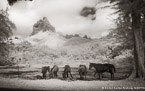 Horses , Moorea  #YNG-051.  Infrared Photograph,  Stretched and Gallery Wrapped, Limited Edition Archival Print on Canvas:  60 x 40 inches, $1590.  Custom Proportions and Sizes are Available.  For more information or to order please visit our ABOUT page or call us at 561-691-1110.