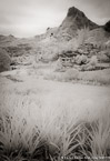 Pineapple Plantation, Moorea  #YNG-053.  Infrared Photograph,  Stretched and Gallery Wrapped, Limited Edition Archival Print on Canvas:  40 x 60 inches, $1590.  Custom Proportions and Sizes are Available.  For more information or to order please visit our ABOUT page or call us at 561-691-1110.