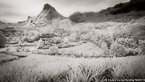 Pineapple Plantation, Moorea  #YNG-056.  Infrared Photograph,  Stretched and Gallery Wrapped, Limited Edition Archival Print on Canvas:  72 x 40 inches, $1620.  Custom Proportions and Sizes are Available.  For more information or to order please visit our ABOUT page or call us at 561-691-1110.