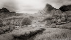 Pineapple Plantation, Moorea  #YNG-058.  Infrared Photograph,  Stretched and Gallery Wrapped, Limited Edition Archival Print on Canvas:  72 x 40 inches, $1620.  Custom Proportions and Sizes are Available.  For more information or to order please visit our ABOUT page or call us at 561-691-1110.