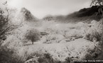 Pineapple Plantation, Moorea  #YNG-059.  Infrared Photograph,  Stretched and Gallery Wrapped, Limited Edition Archival Print on Canvas:  60 x 40 inches, $1590.  Custom Proportions and Sizes are Available.  For more information or to order please visit our ABOUT page or call us at 561-691-1110.